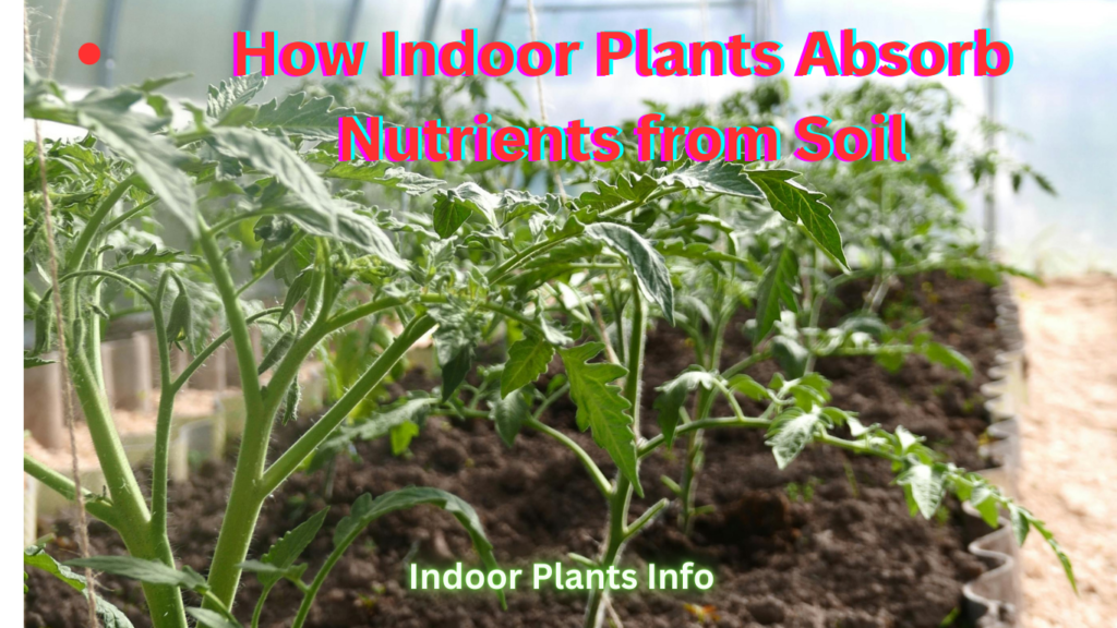 Green lovers, to an intriguing excursion underneath the outer layer of your indoor plants' pots. Have you at any point thought about how those rich, energetic leaves and blooms flourish so easily? The response lies in the complex dance among roots and soil, where plants excel at supplement assimilation. In this complete aide, we'll dig profoundly into the science behind this cycle, consolidating both examination bits of knowledge and functional tips to engage you in sustaining your indoor vegetation.