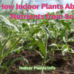 Green lovers, to an intriguing excursion underneath the outer layer of your indoor plants' pots. Have you at any point thought about how those rich, energetic leaves and blooms flourish so easily? The response lies in the complex dance among roots and soil, where plants excel at supplement assimilation. In this complete aide, we'll dig profoundly into the science behind this cycle, consolidating both examination bits of knowledge and functional tips to engage you in sustaining your indoor vegetation.