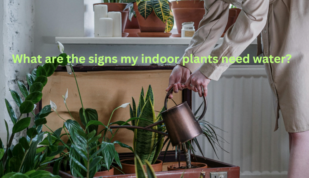 There are a few other signs to look for if you think it's time to water your plants. In the world of indoor growing, you need a keen understanding of the language to support your plants to thrive. Among the many signals that plants use to communicate their needs, the most important is their thirst. Figuring out how to spot the signs that your indoor plants need hydration can mean the difference between a thriving metropolitan desert and a collection of shriveled leaves.