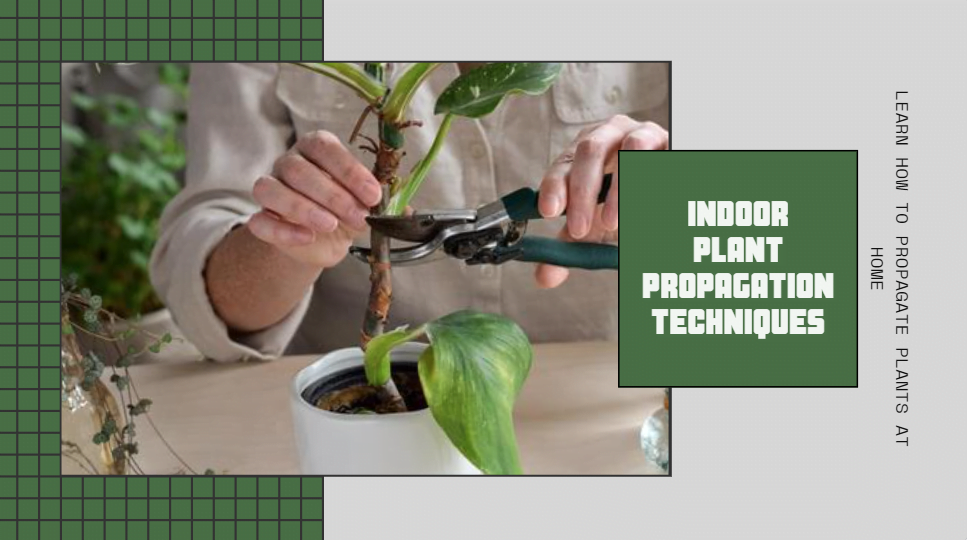 In recent years, indoor plants have surged in popularity, becoming more than just decorative pieces but also invaluable contributors to our well-being. They purify the air, reduce stress, and add a touch of serenity to our indoor spaces. However, the journey of nurturing indoor plants doesn't begin with buying them from the store; it starts with propagation. Propagation is the process of multiplying plants by various means, and understanding these methods can empower any plant enthusiast to create thriving green havens within their homes. In this blog, we delve into the fascinating world of indoor plant propagation, exploring different techniques and shedding light on research-backed practices.