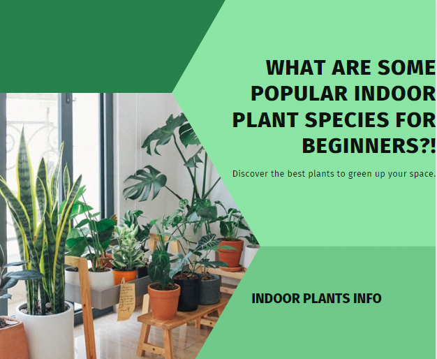 What Are Some Popular Indoor Plant Species For Beginners?