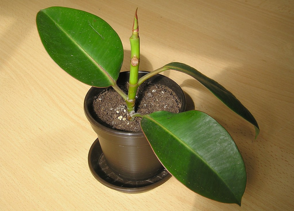 Rubber Plant (Ficus elastica)  Air-Purifying Plants for Indoor Environments