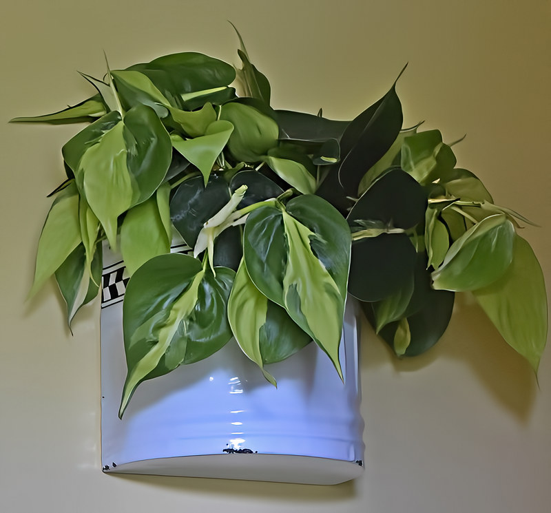 Philodendron (Philodendron spp.) Air-Purifying Plants for Indoor Environments