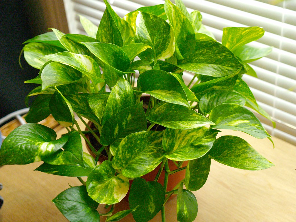 Golden Pothos (Epipremnum aureum) Air-Purifying Plants for Indoor Environments