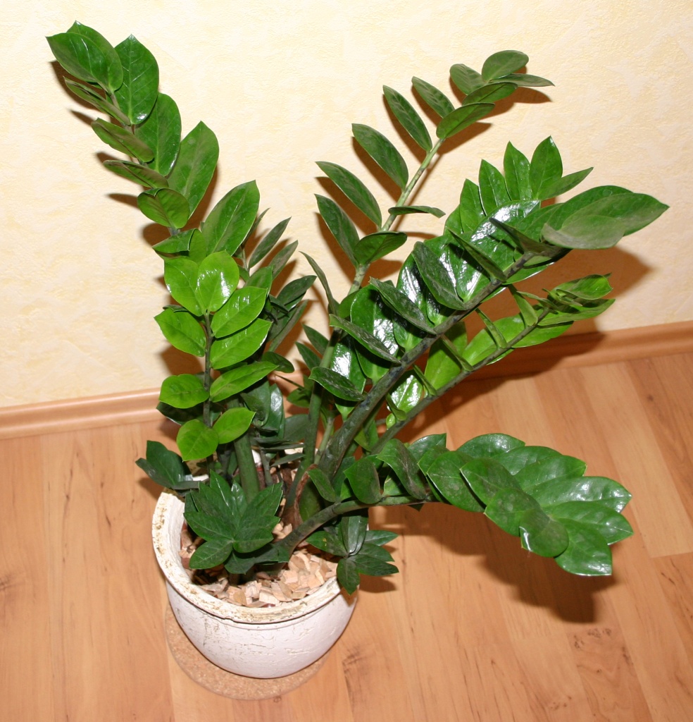 ZZ Plant (Zamioculcas zamiifolia) Air-Purifying Plants for Indoor Environments