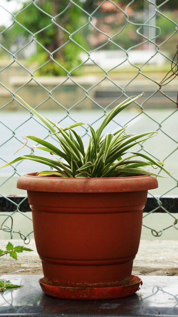 Spider Plant (Chlorophytum comosum) Air-Purifying Plants for Indoor Environments