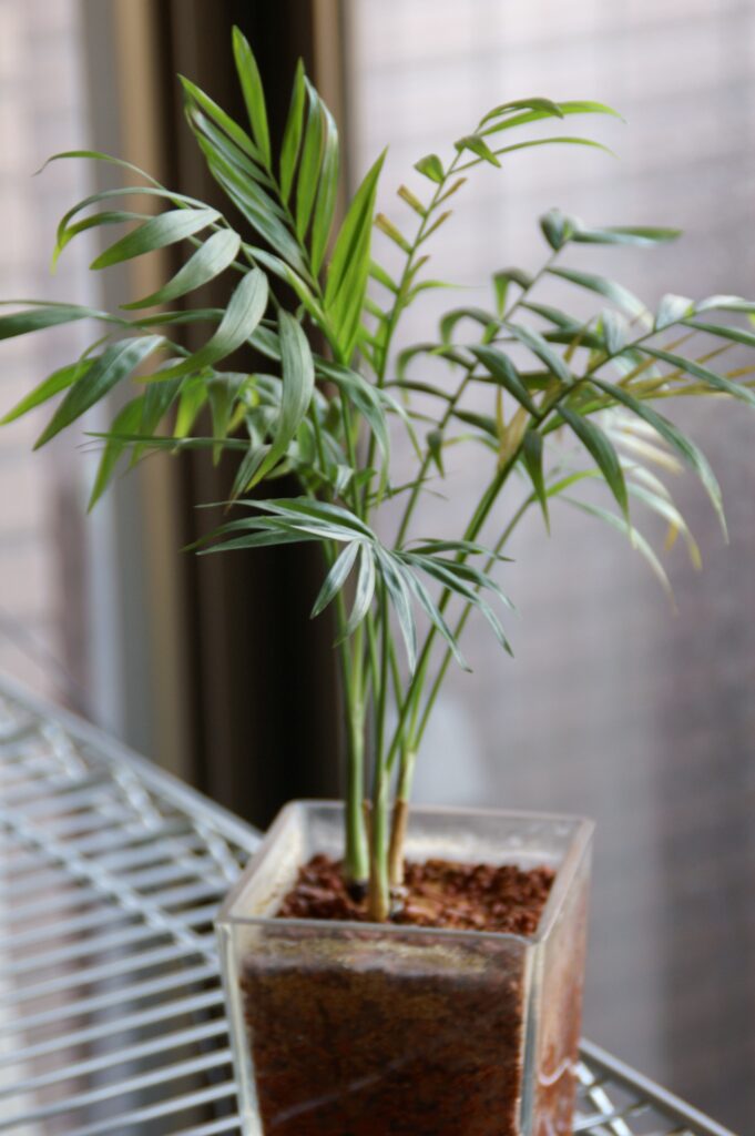 Parlor Palm (Chamaedorea elegans) Air-Purifying Plants for Indoor Environments