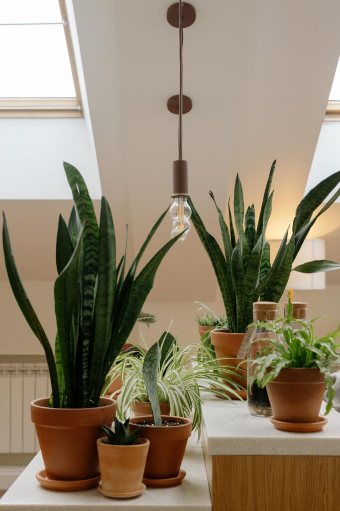 Snake Plant (Sansevieria trifasciata) Air-Purifying Plants for Indoor Environments