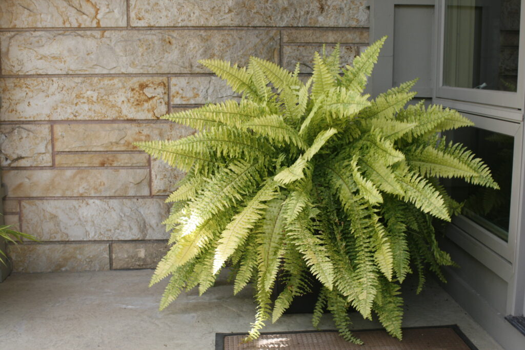 Boston Fern (Nephrolepis exaltata)  Air-Purifying Plants for Indoor Environments