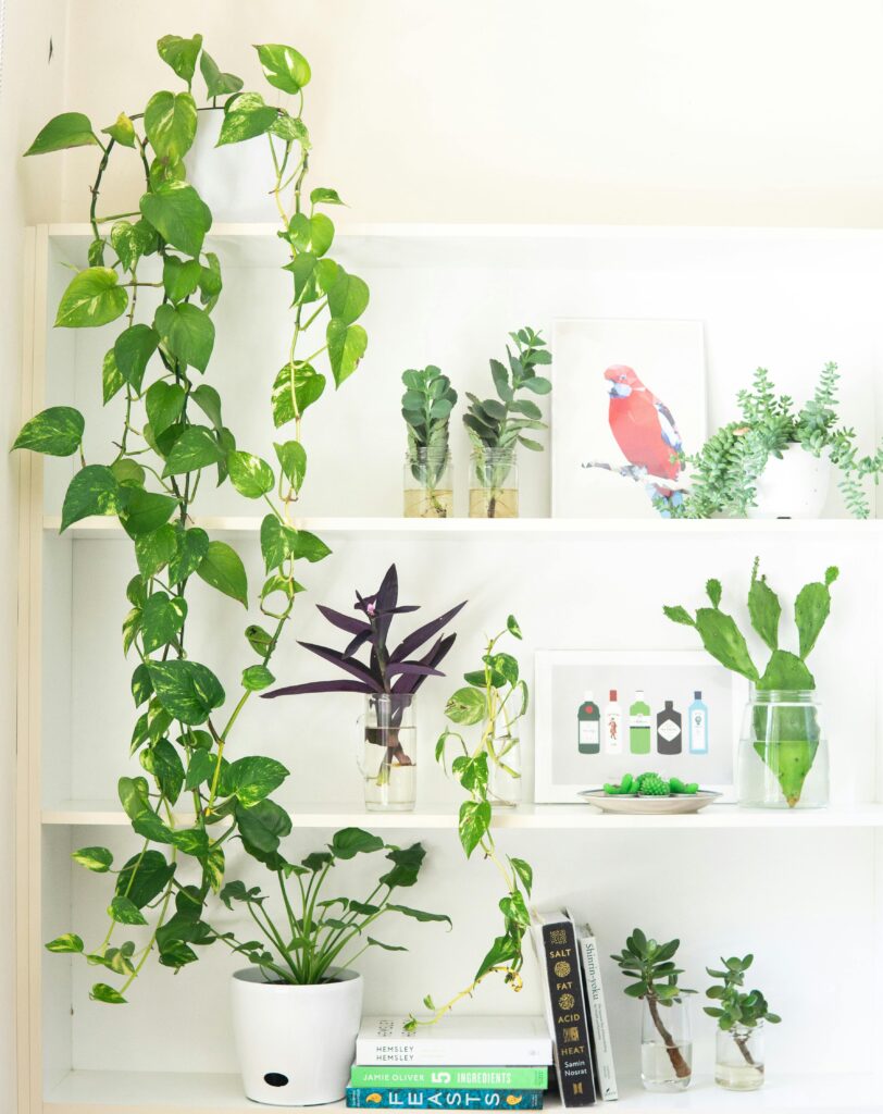 English Ivy (Hedera helix)  Air-Purifying Plants for Indoor Environments