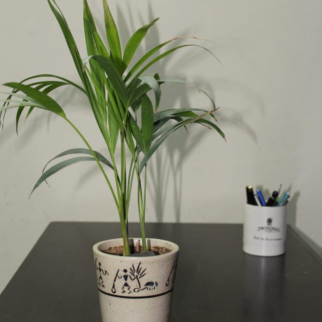 Areca Palm (Dypsis lutescens) Air-Purifying Plants for Indoor Environments