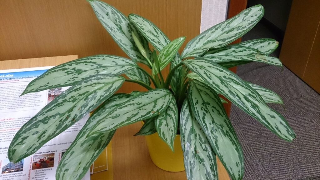 Chinese Evergreen (Aglaonema spp.) Air-Purifying Plants for Indoor Environments