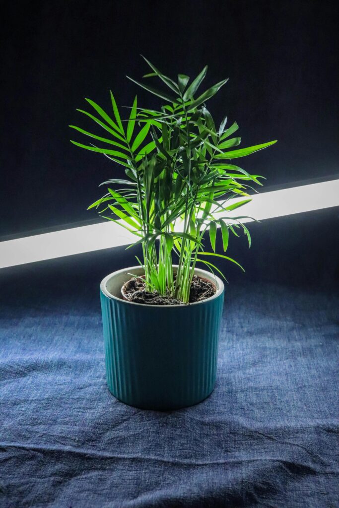 Bamboo Palm (Chamaedorea seifrizii) Air-Purifying Plants for Indoor Environments