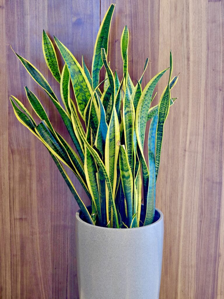 Snake Plant (Sansevieria trifasciata)