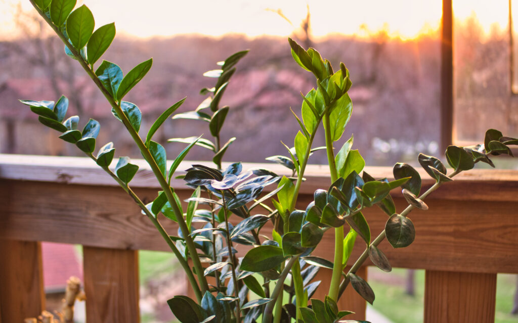 ZZ Plant (Zamioculcas zamiifolia)