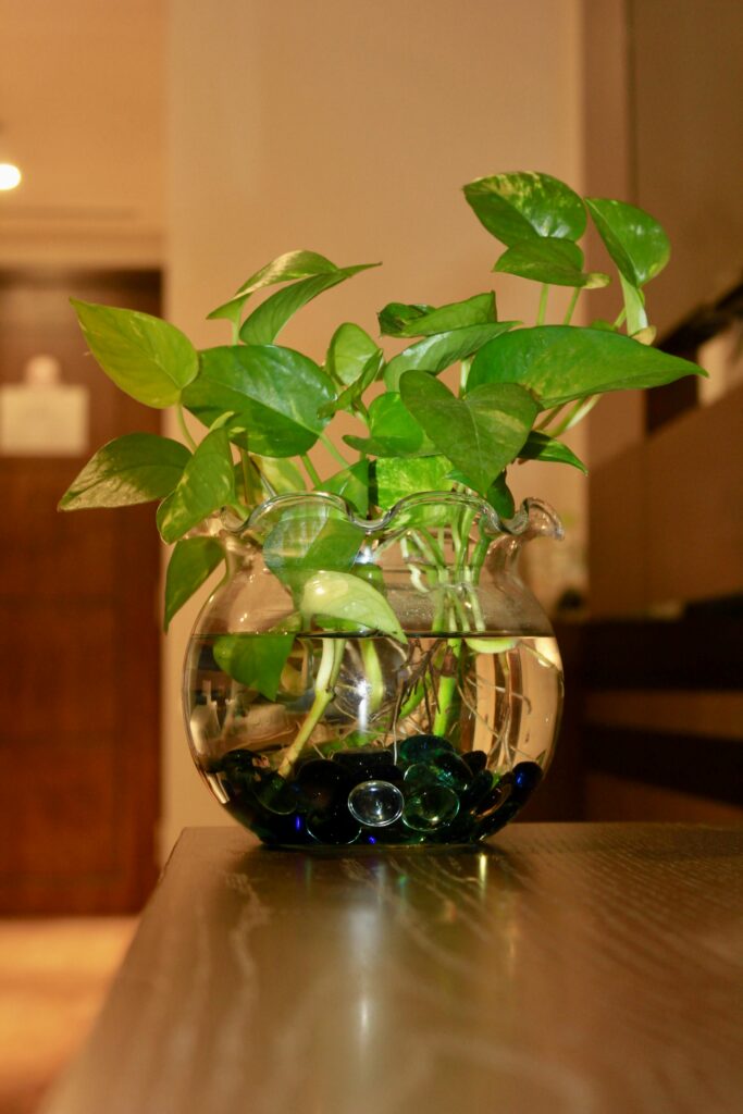 Pothos (Epipremnum aureum)