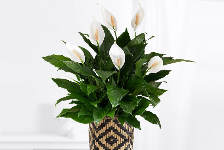 Peace Lily (Spathiphyllum)