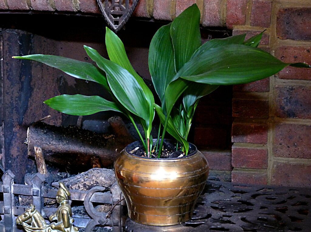 Cast Iron Plant (Aspidistra elatior)