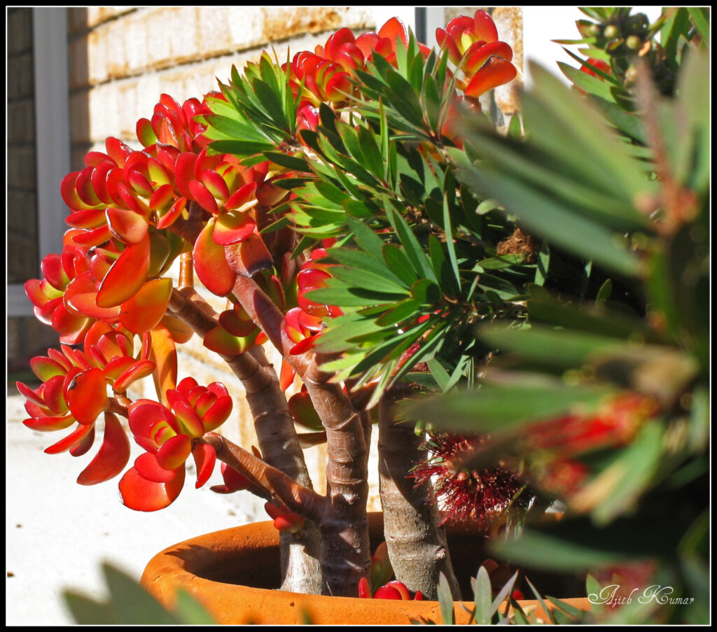 Jade Plant (Crassula ovata)