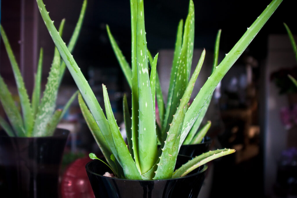  Aloe Vera (Aloe barbadensis miller)