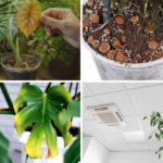  Identifying and treating common houseplant fungi