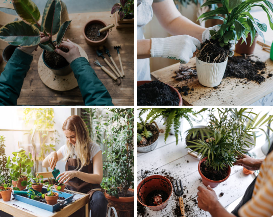 Ultimate Guide to Repotting Indoor Plants: Timing & Techniques for Healthy Growth