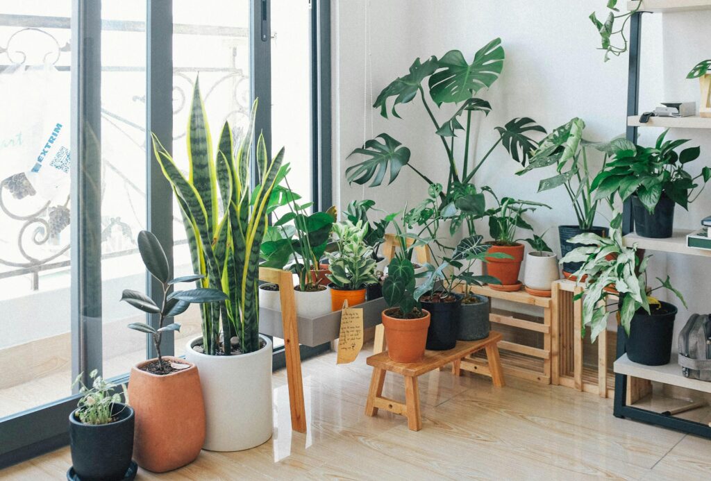 Top 10 Resilient Indoor Plants: A Guide to Low-Maintenance Greenery for Busy Individuals