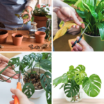 Trimming for Growth: The Essential Guide to Pruning Indoor Plants