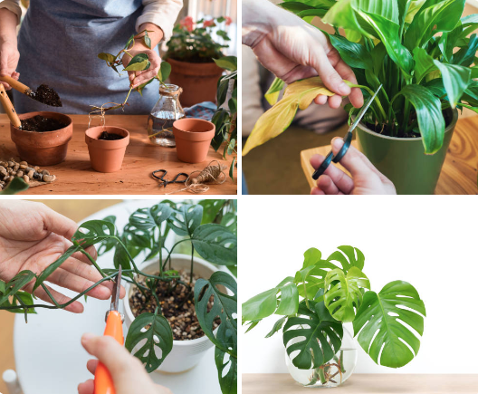 Trimming for Growth: The Essential Guide to Pruning Indoor Plants