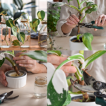 Propagating Indoor Plants: Common Mistakes and How to Avoid Them