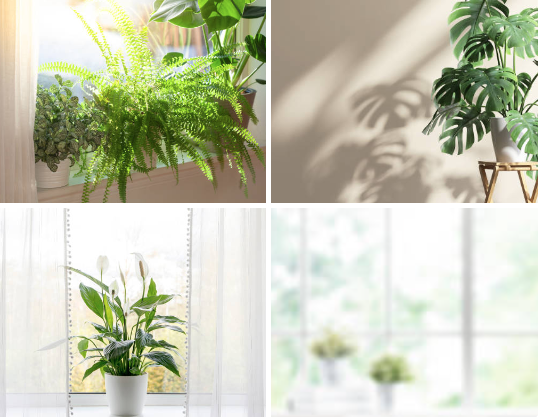 Glowing Green: How Indoor Plants Flourish with Fluorescent Lighting