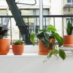 How Do I Select Indoor Plants That are Suitable for My Climate Zone? Expert Tips