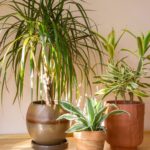 What Should I Do If My Indoor Plants Become Leggy Or Spindly? Expert Tips